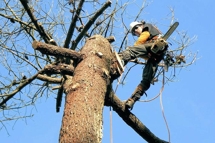 Elagage - Brion Espace Vert