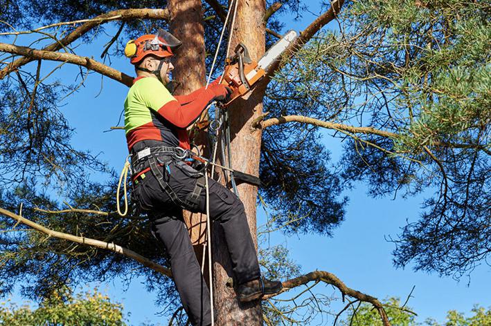 Elagage - Brion Espace Vert