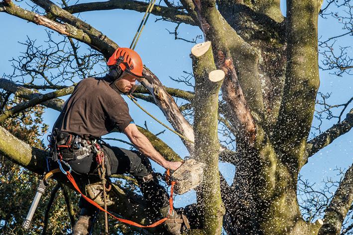 Elagage - Brion Espace Vert