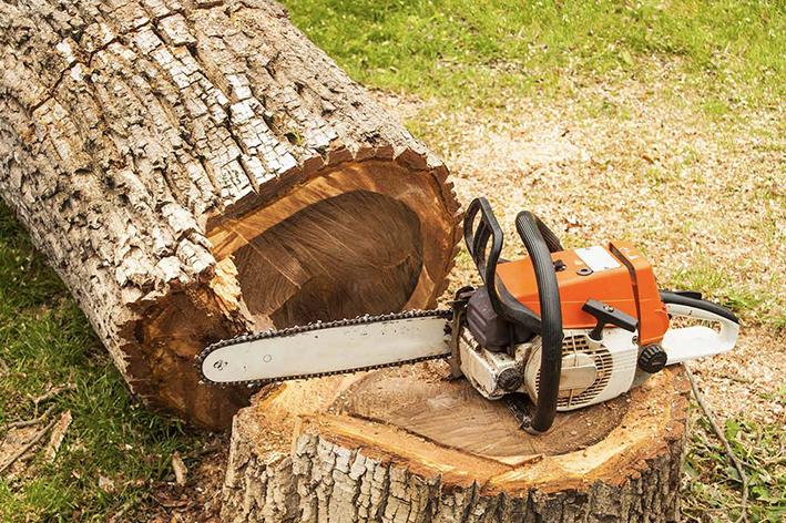 Abattage - Brion Espace Vert