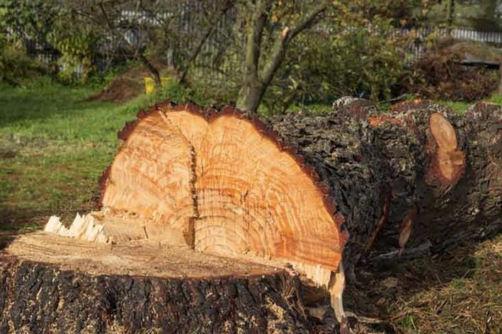 Abattage - Brion Espace Vert