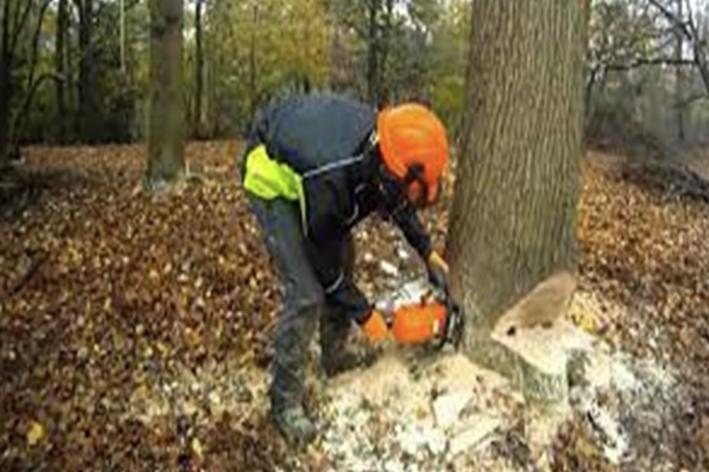 Abattage - Brion Espace Vert