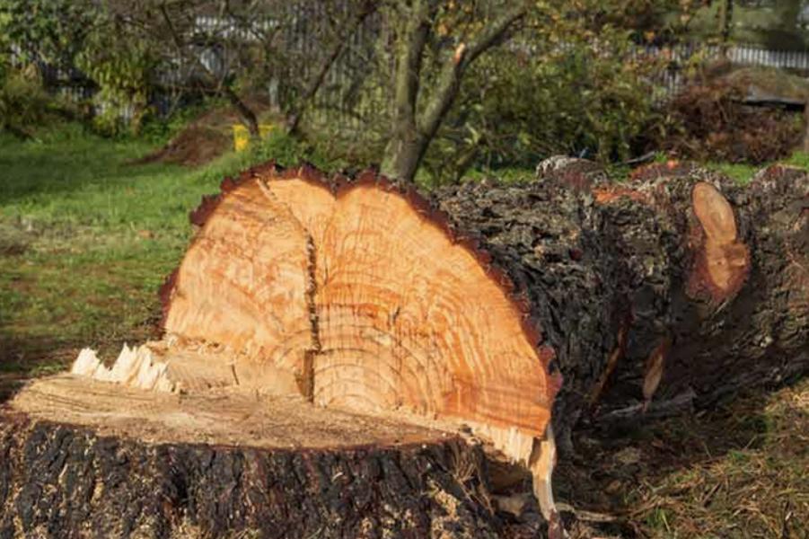 Abattage - Brion Espace Vert