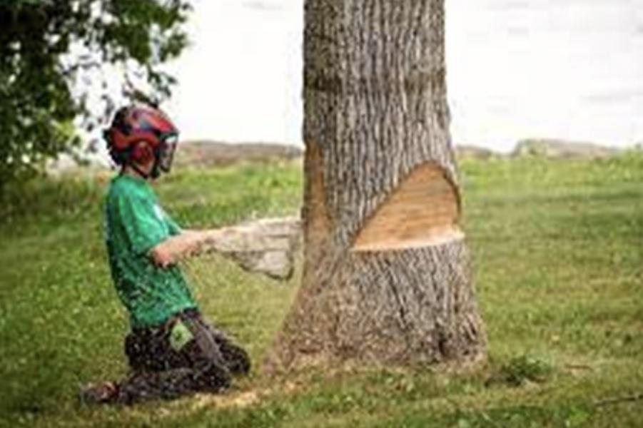 Abattage - Brion Espace Vert