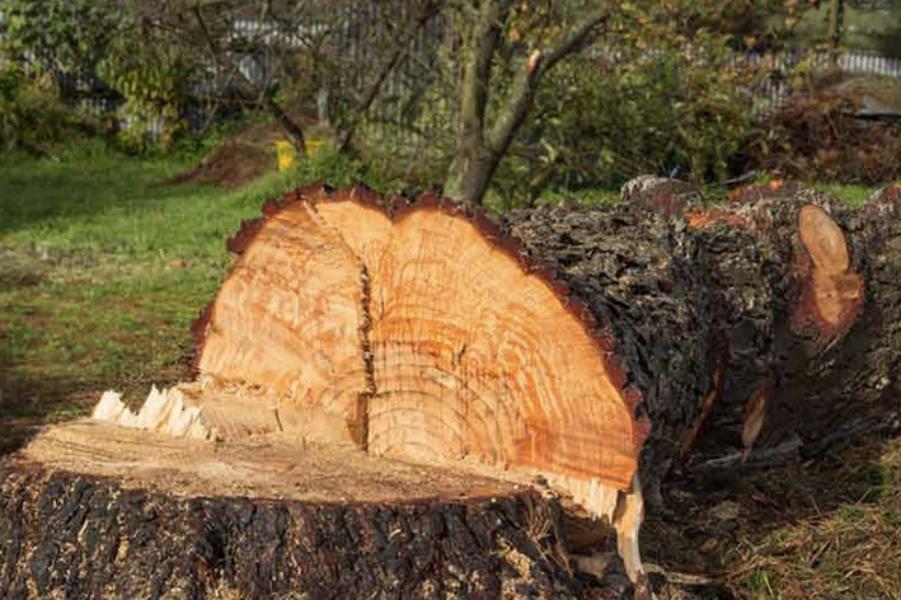 Abattage - Brion Espace Vert