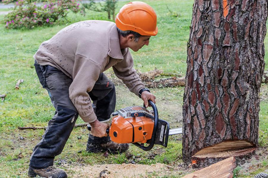Abattage - Brion Espace Vert