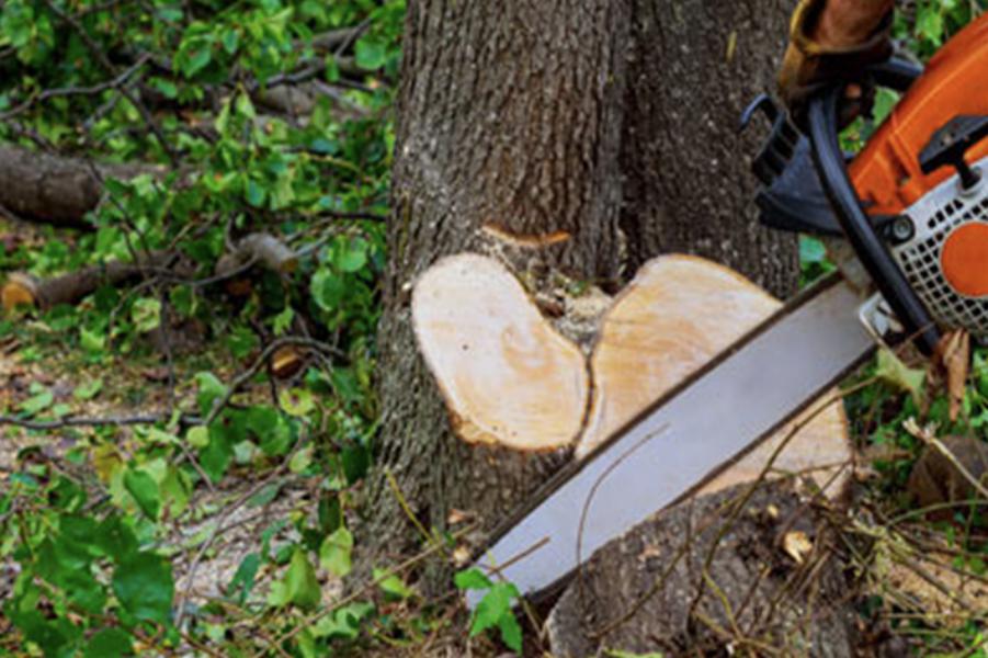 Abattage - Brion Espace Vert