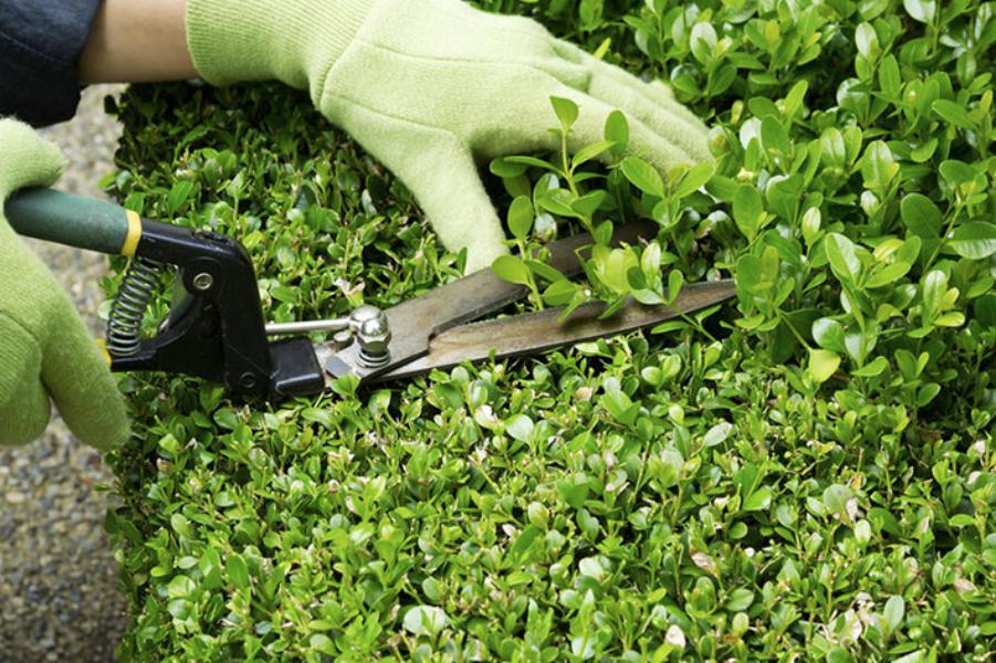 Entretien - Brion Espace Vert