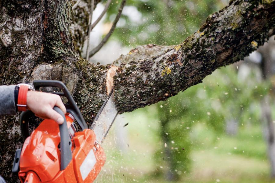 Elagage - Brion Espace Vert