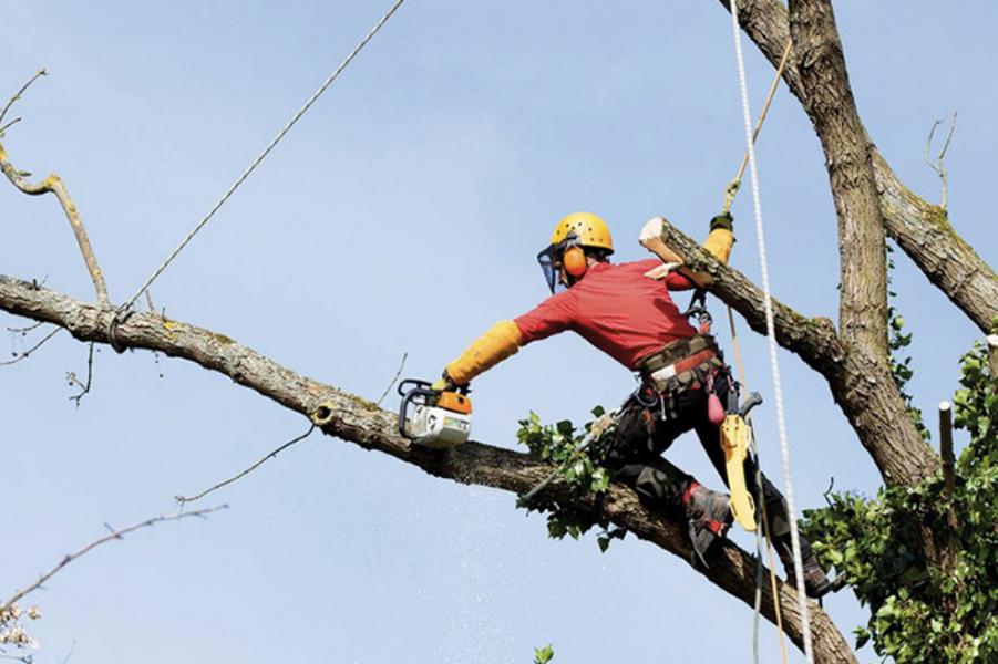Elagage - Brion Espace Vert