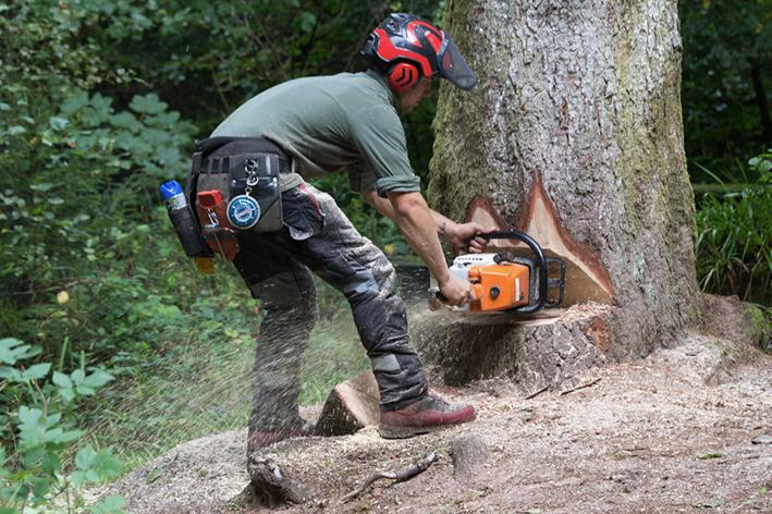 Abattage - Brion Espace Vert